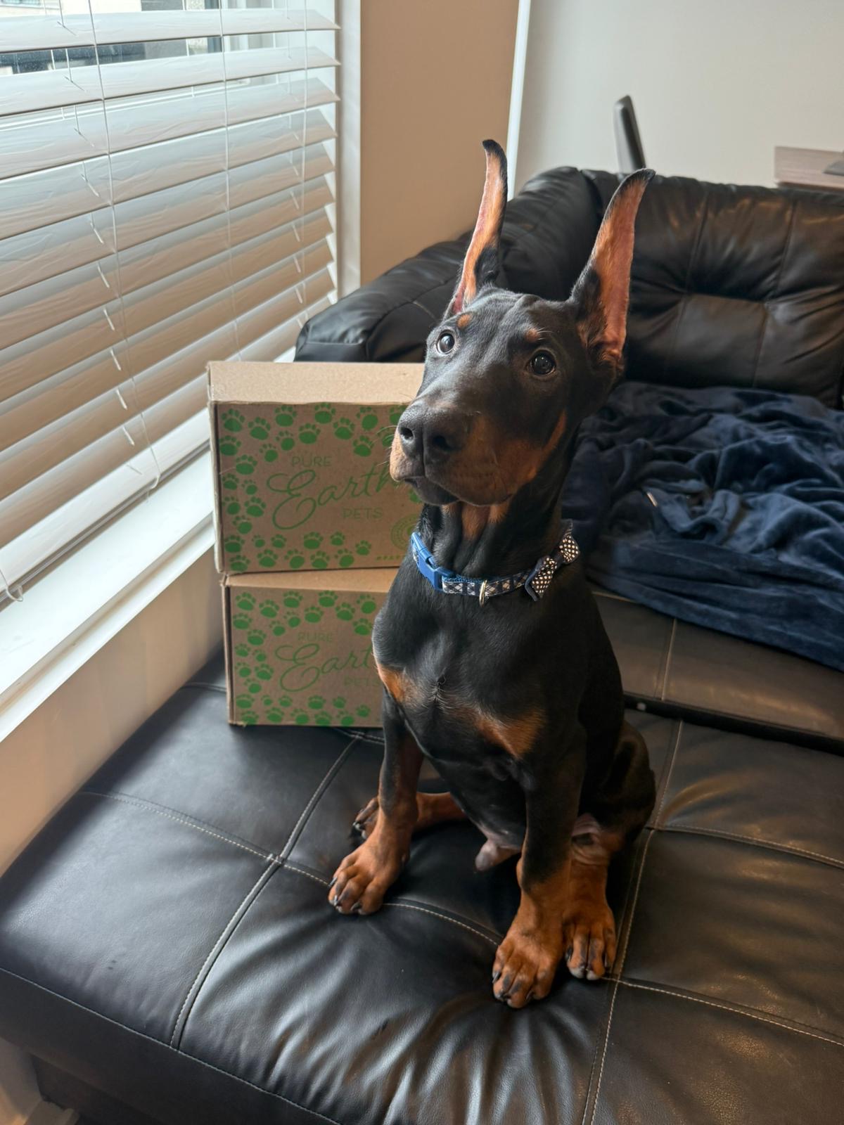 One-Time PEP Tough Chewers Mini- No Subscription