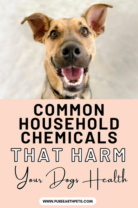 Common Household Chemicals That Harm Your Dog’s Health