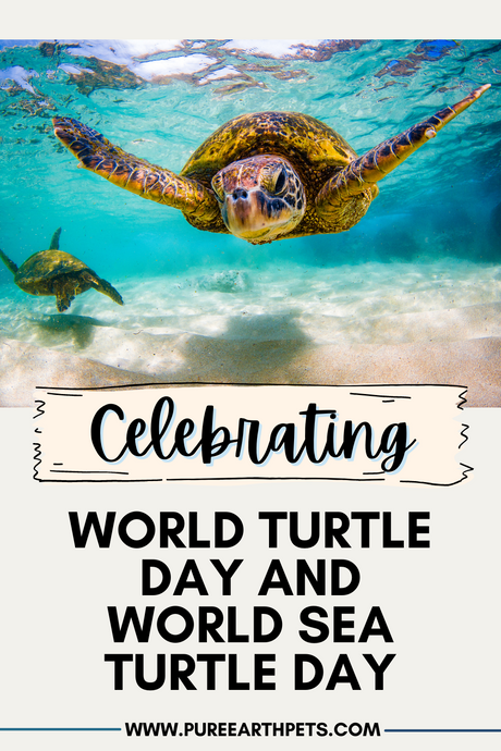 Celebrating World Turtle Day and World Sea Turtle Day