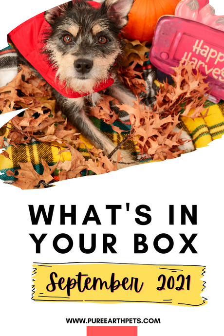 What's In Your Box: September 2021