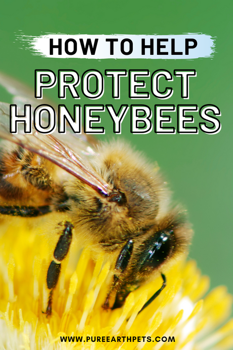 How to Help Protect Honeybees
