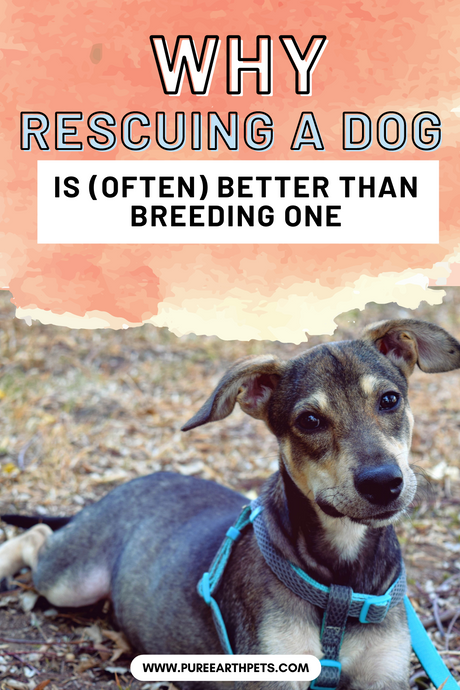Why Rescuing A Dog Is (Often) Better Than Breeding One