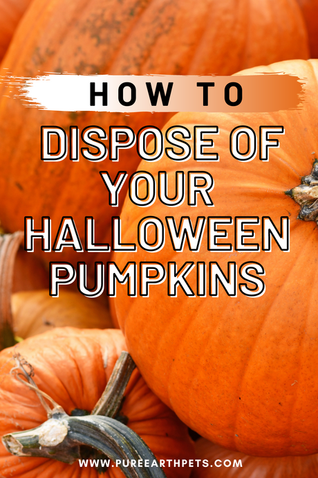 How to Dispose of your Halloween Pumpkins