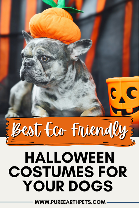 Best Eco-Friendly Halloween Costumes for You and Your Dog