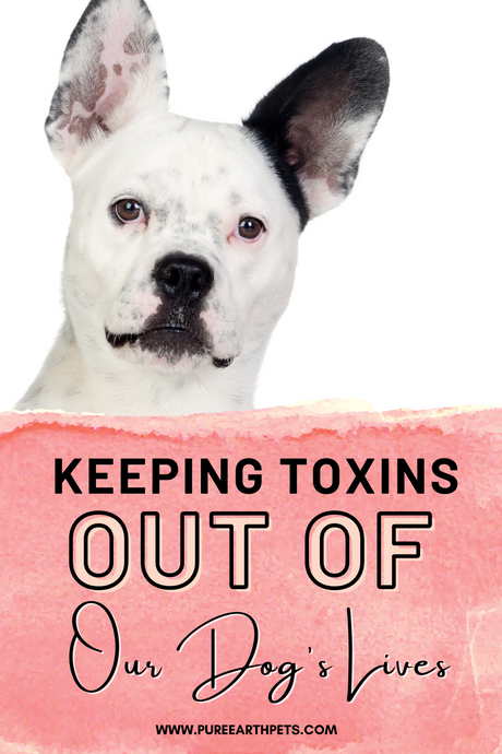 Keeping Toxins Out Of Our Dog's Lives