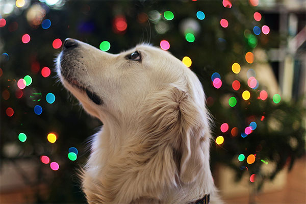 Best Poses for Awesome Holiday Photos With Your Pet