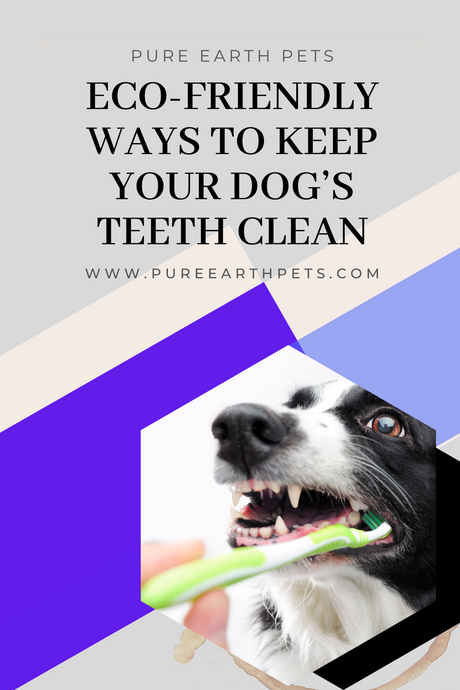 Eco-friendly Ways to Keep Your Dog’s Teeth Clean