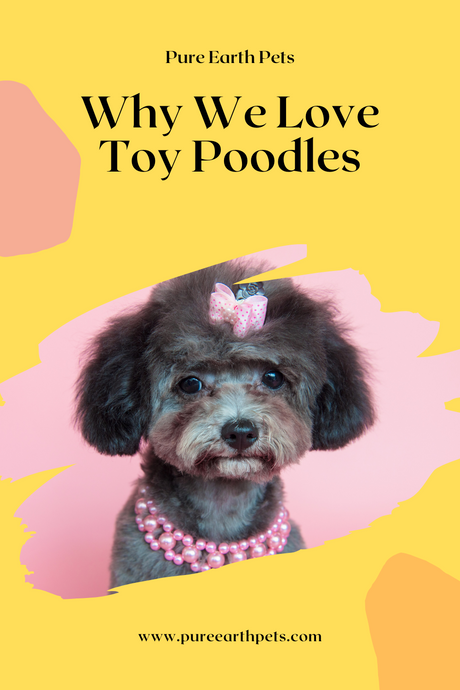 Why We Love Toy Poodles!