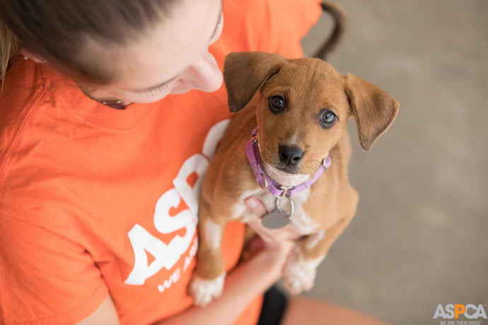 ASPCA - October 2020 Charity of the Month