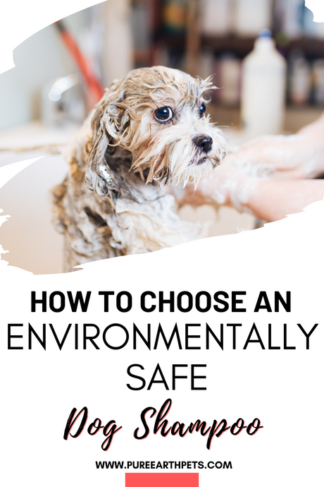 How to choose an environmentally safe dog shampoo