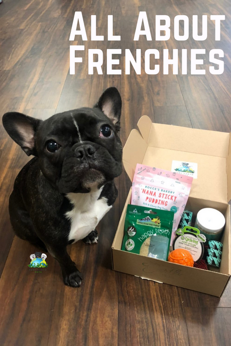 Pure Earth Pets Loves the Quirky French Bulldog