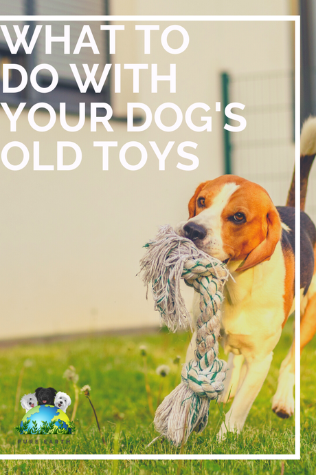 What To Do With Your Dog's Old Toys