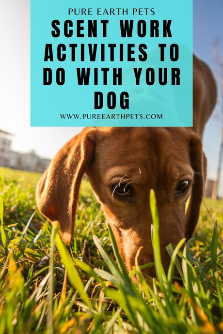 Scent Work Activities to Do With Your Dog