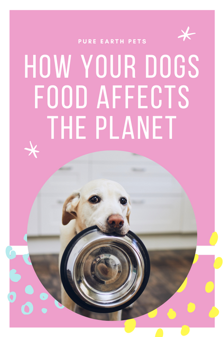 How Your Dog's Food Impacts The Earth