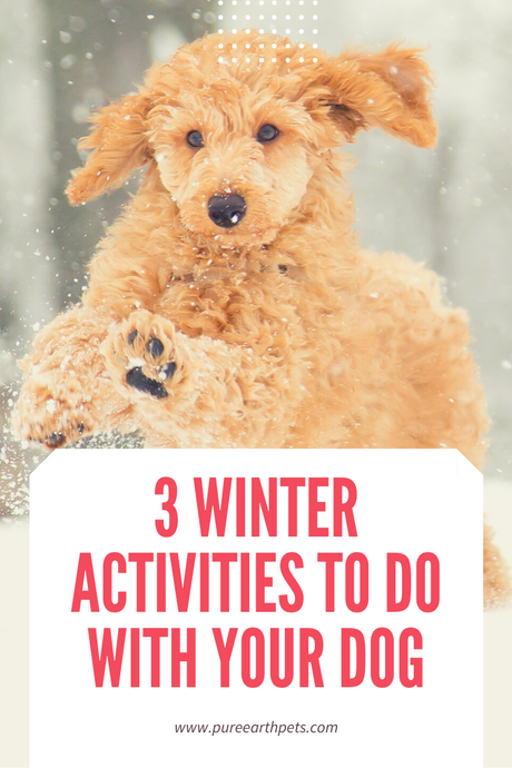 Three Ways to Have Outdoor Winter Fun with Your Dog