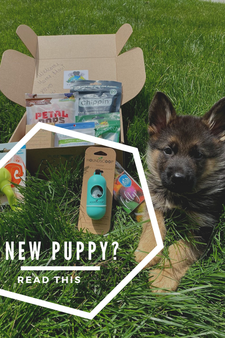New Puppy? Read This!