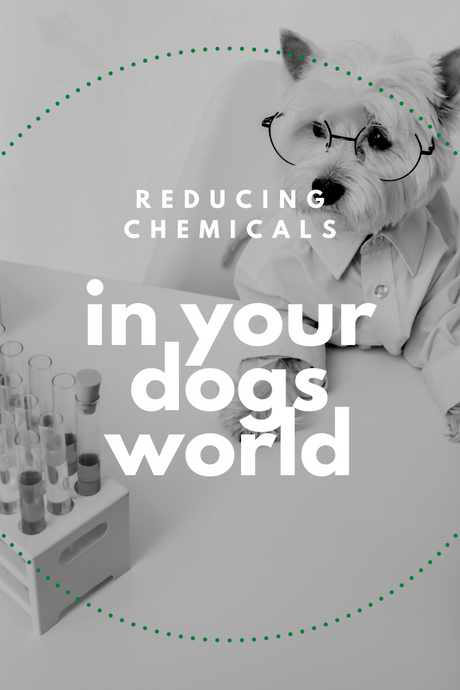 Benefits of Reducing Chemicals in Your Dog’s World