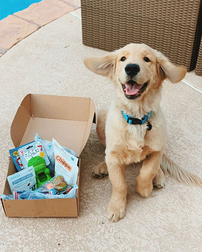 Cute Puppy with Floppy Ears and their Dog Subscription Box