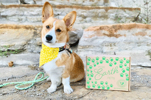 Corgi with Pure Earth Pets Eco Friendly Subscription Box