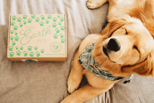 Golden Retriever with Pure Earth Pets Subscription Box