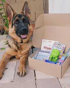 German Shepherd Dog with Sustainable Dog Box