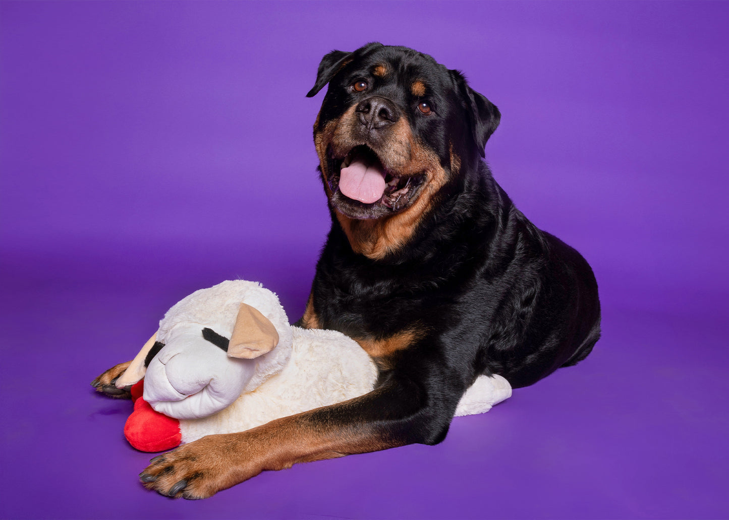 Multipet Lamb Chop 24Inch