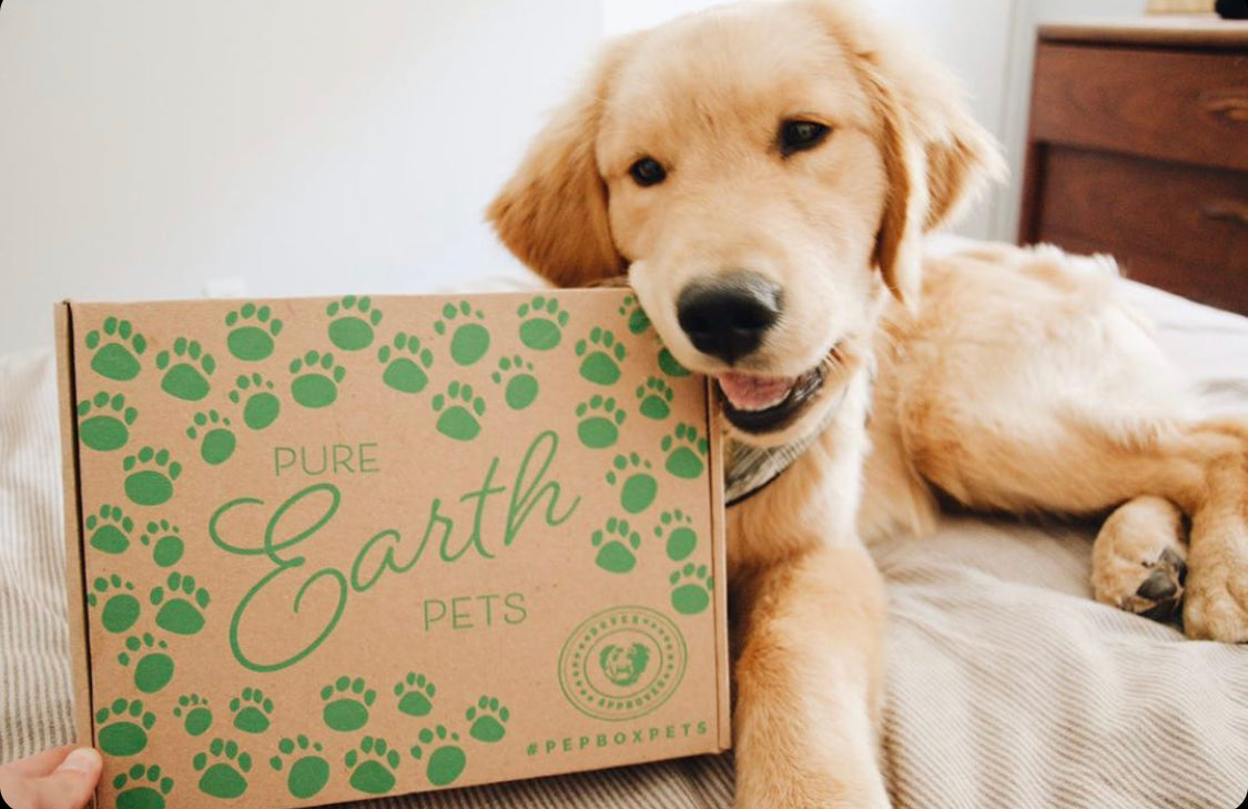 Best Eco Friendly Subscription Box For Dogs filled with sustainable toys and natural treats. Support a small business today. Cute Golden Retriever Puppy with Biodegradable box printed with soy ink.