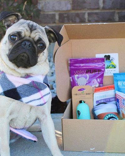 Pug with Sustainable Dog Box