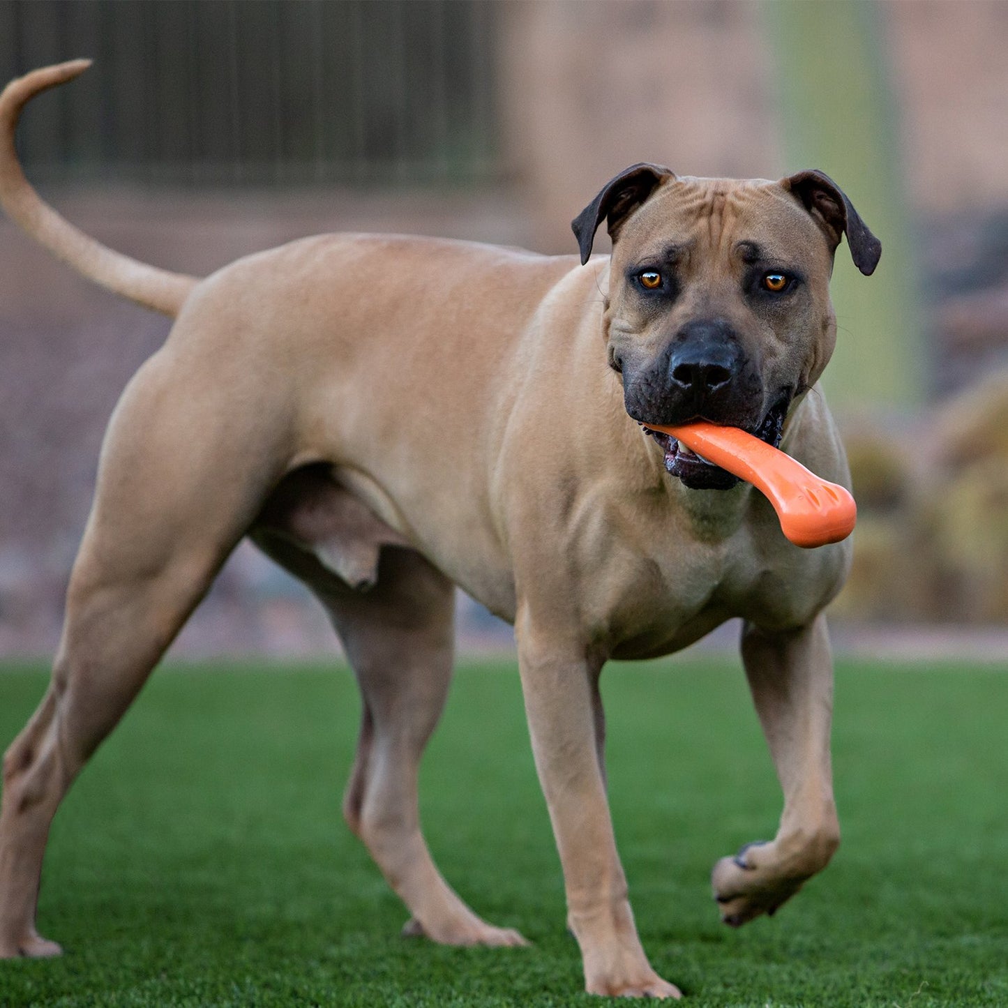 Jolly Pets Flex N Chew Bone