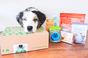 Monthly subscription dog boxes sale